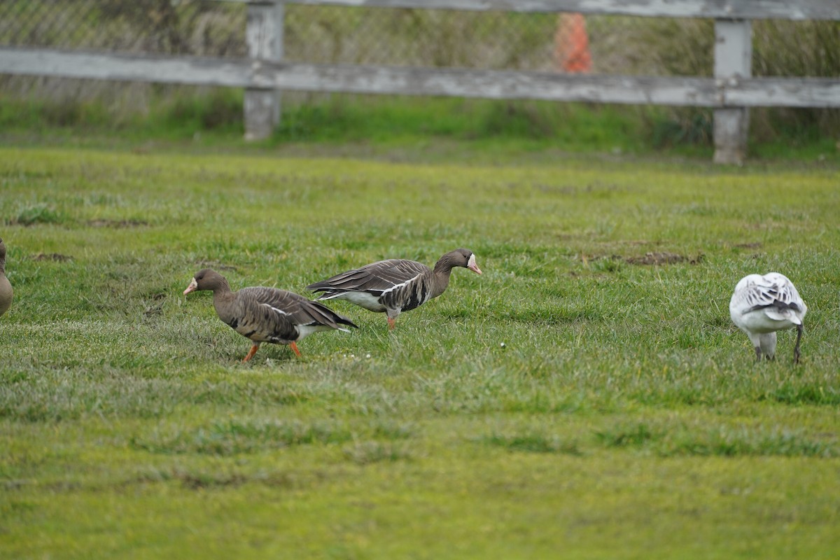 Greater White-fronted Goose - ML646461158