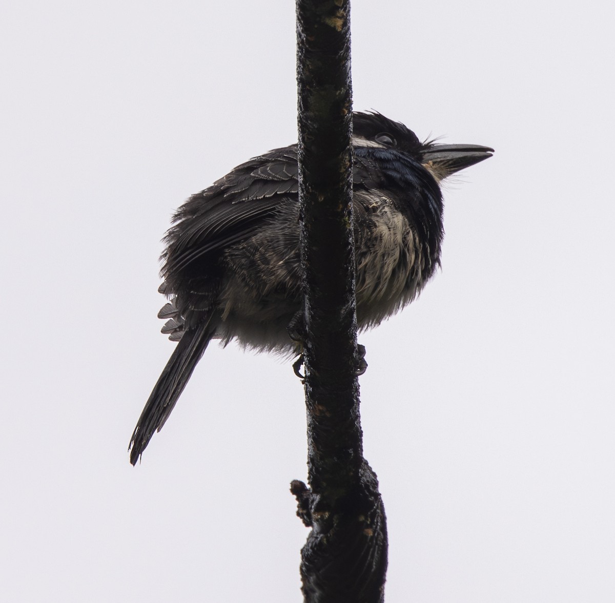 Black-breasted Puffbird - ML646461160