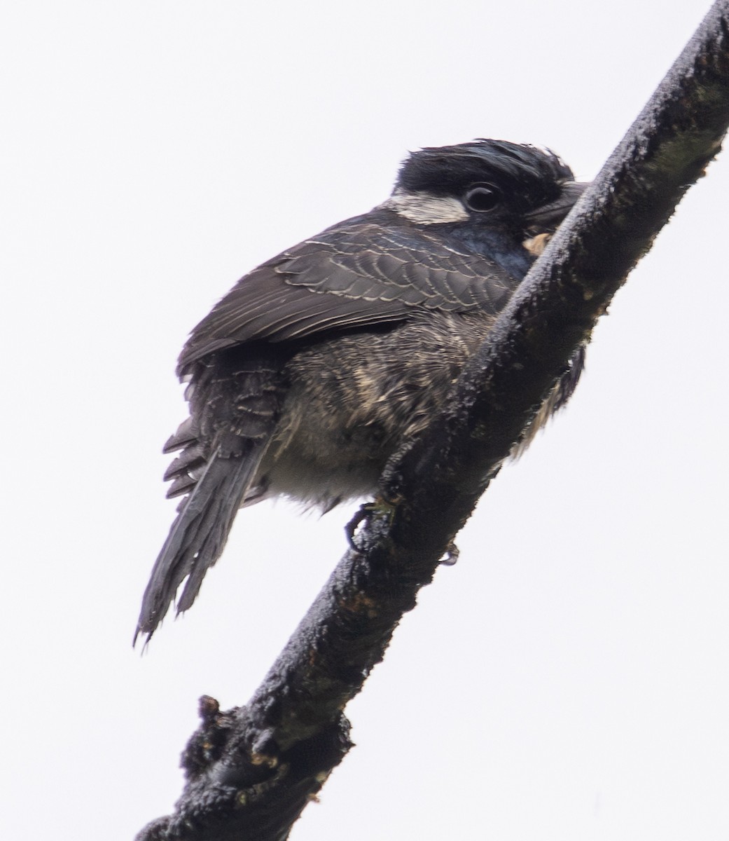 Black-breasted Puffbird - ML646461161