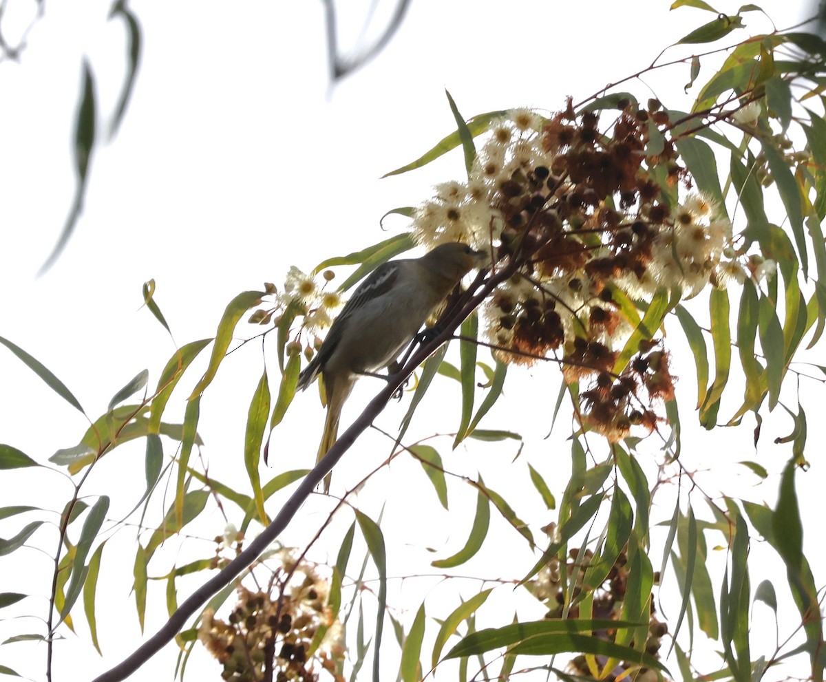 Bullock's Oriole - ML646461162