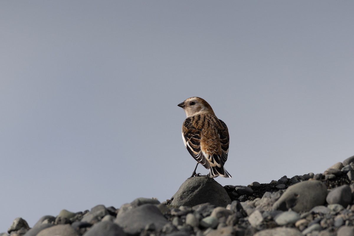 Snow Bunting - ML646461164