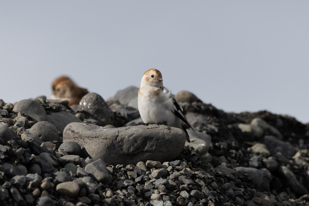 Snow Bunting - ML646461165