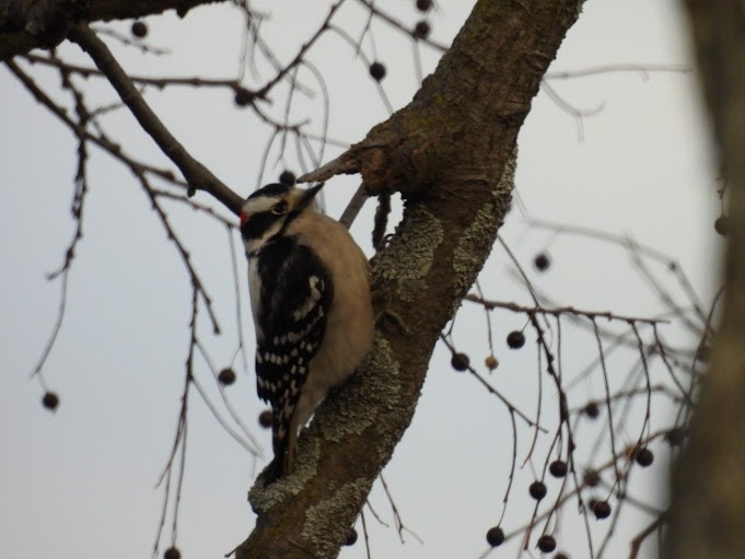 Downy Woodpecker - ML646461173