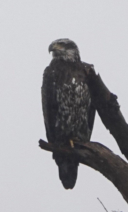 Bald Eagle - ML646461174