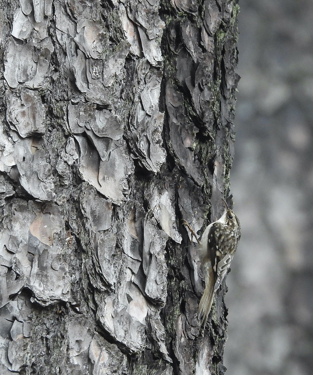 Brown Creeper - ML646461175
