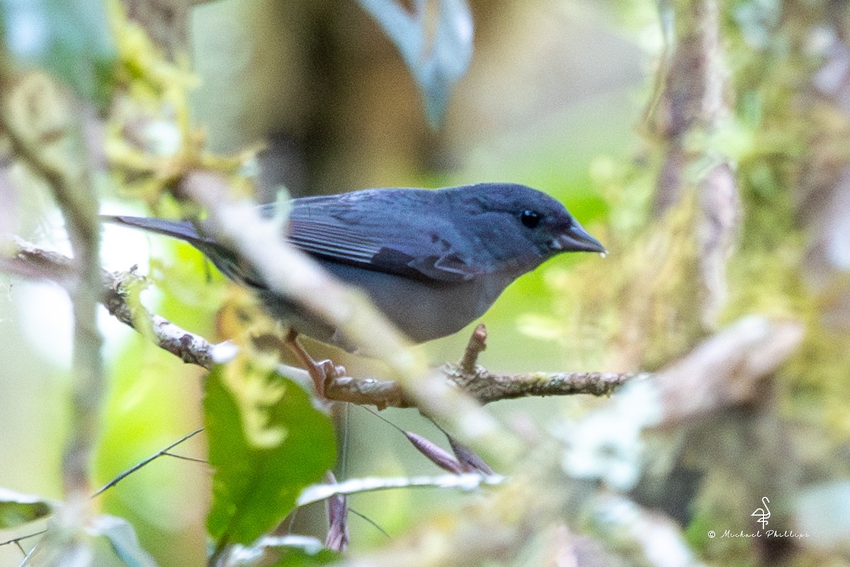 Slaty Finch - ML646461180