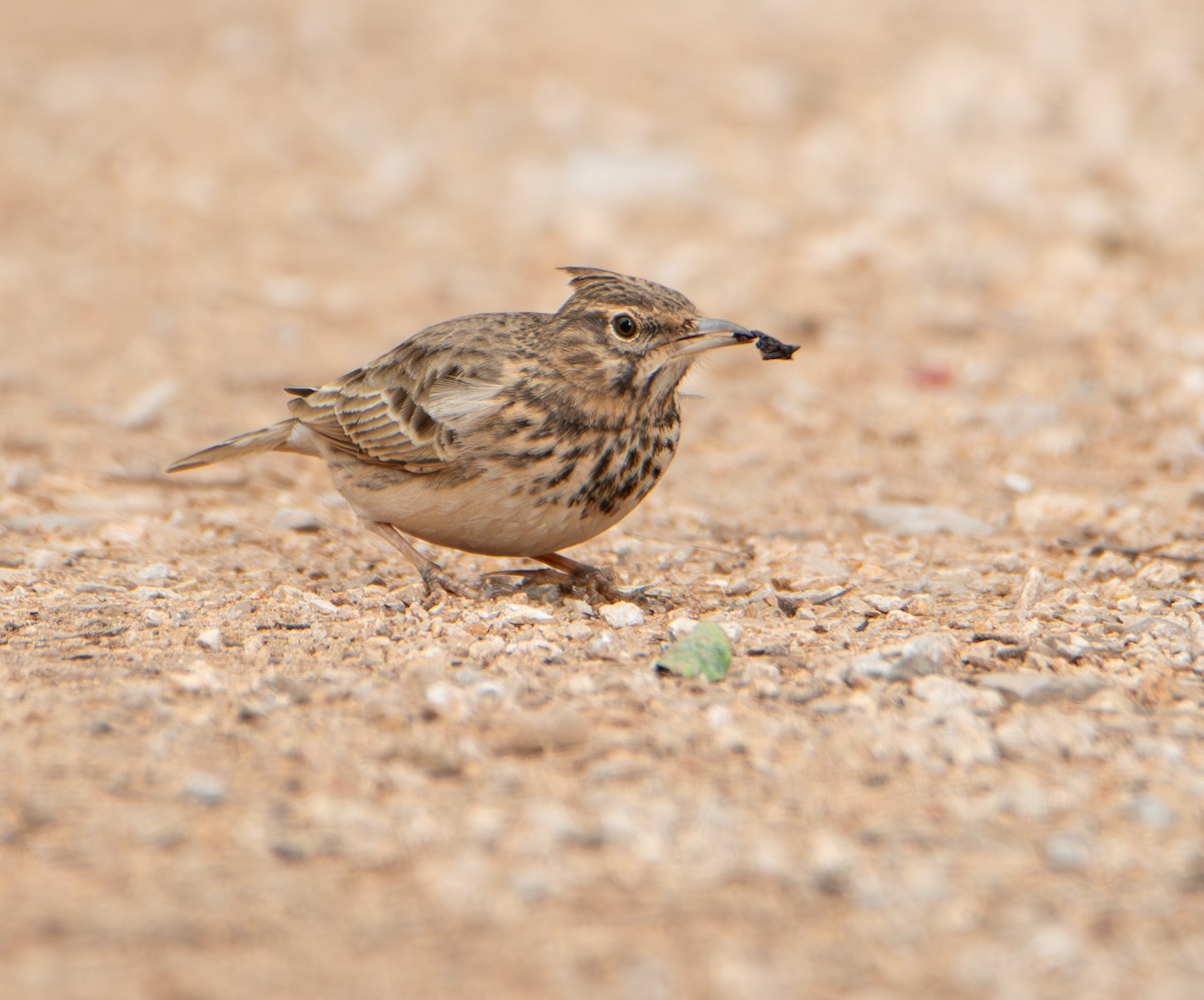 Crested Lark - ML646461182
