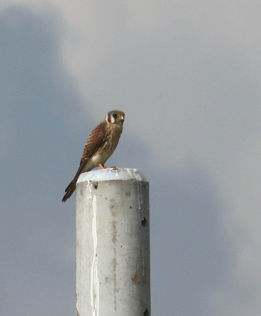 American Kestrel - ML646461183