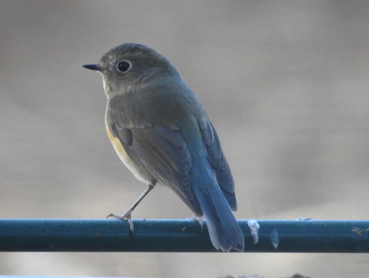 Red-flanked Bluetail - ML646461189