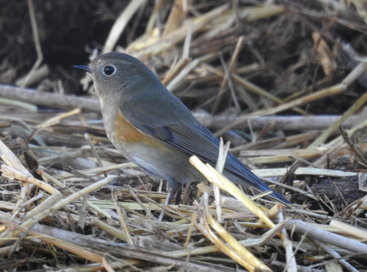 Red-flanked Bluetail - ML646461190