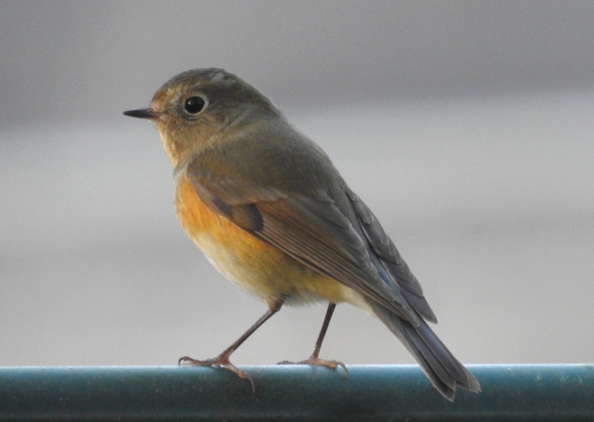 Red-flanked Bluetail - ML646461191