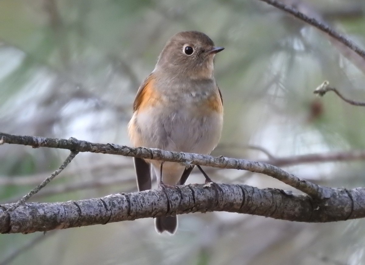 Red-flanked Bluetail - ML646461192