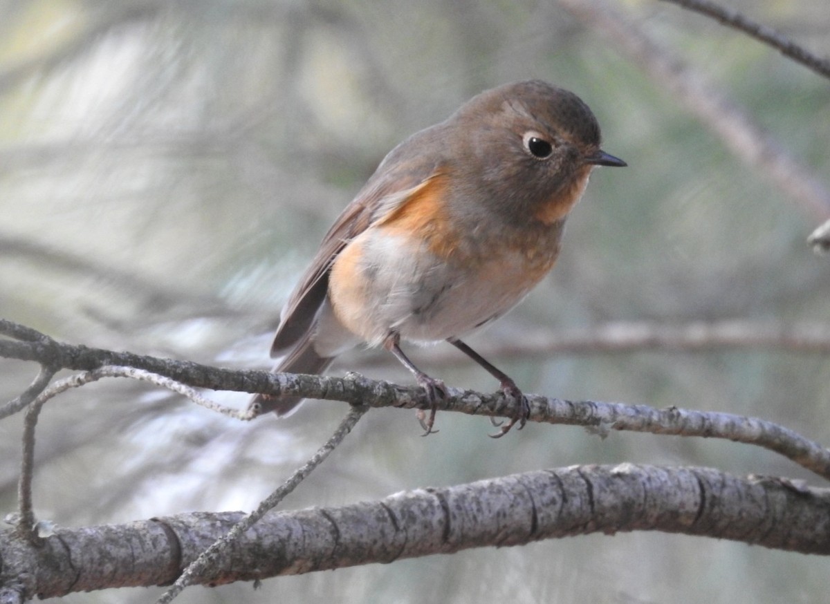 Red-flanked Bluetail - ML646461193