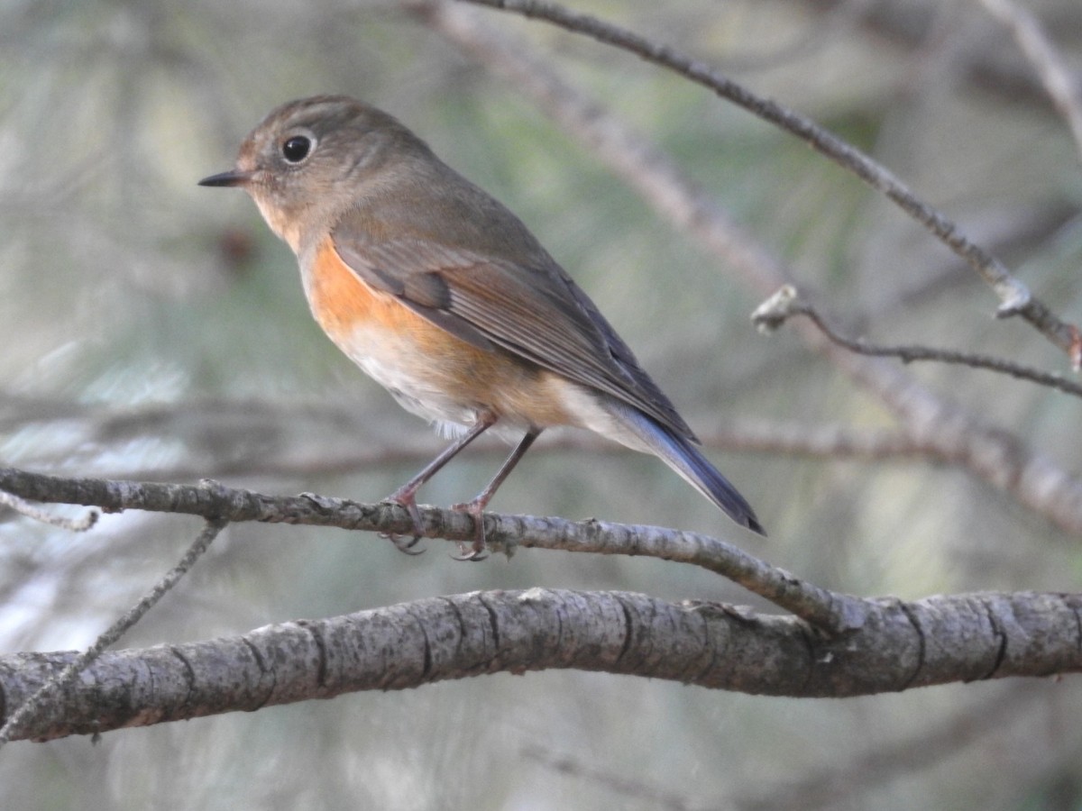 Red-flanked Bluetail - ML646461194