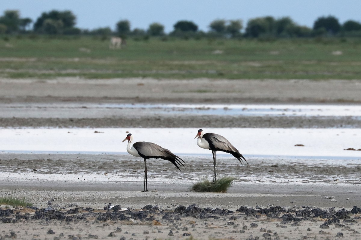 Wattled Crane - ML646461195
