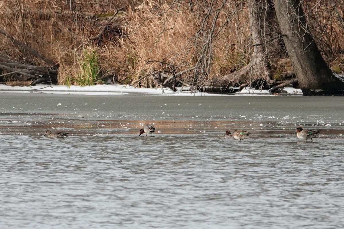 Green-winged Teal - ML646461201