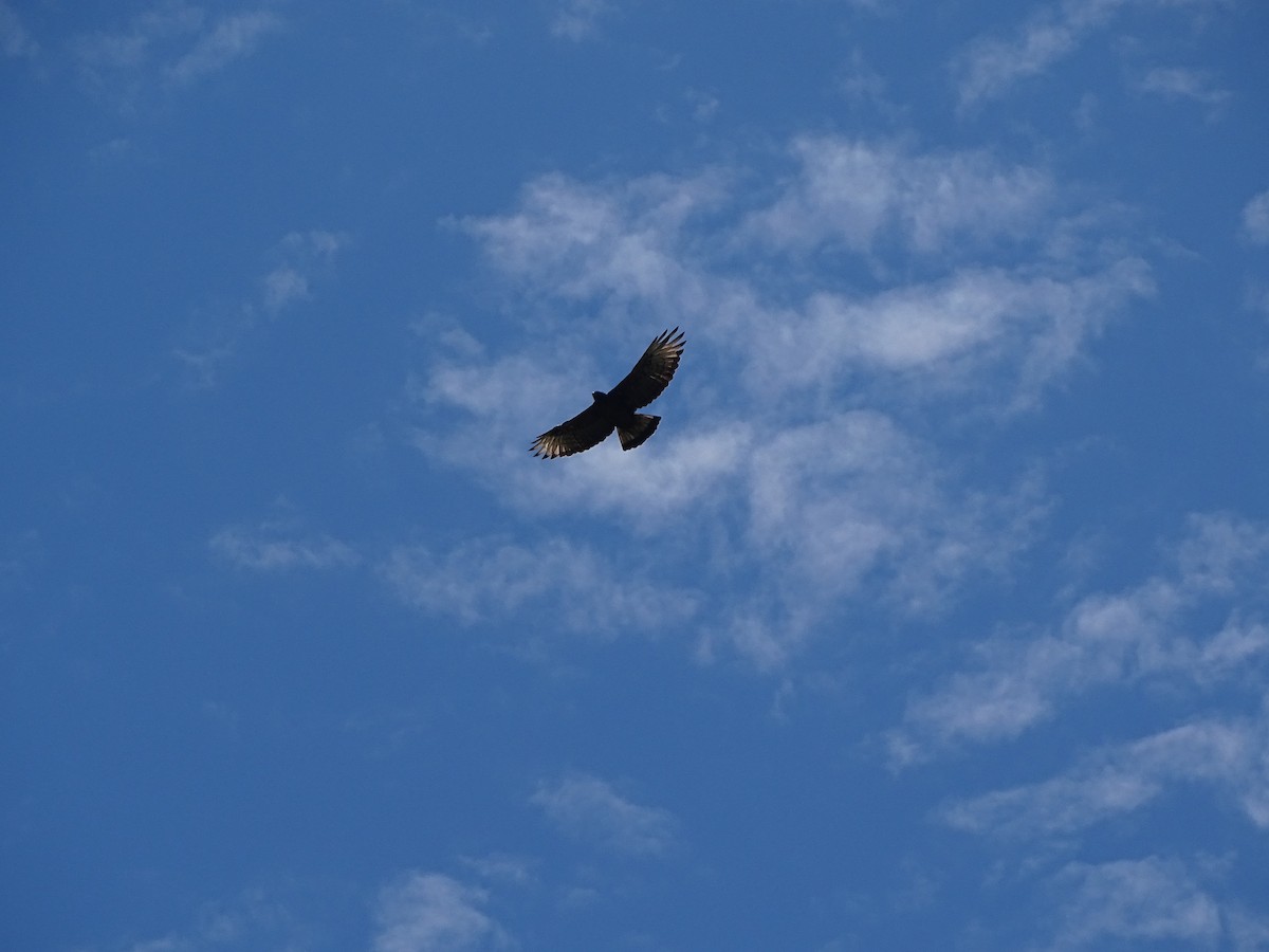 Black-and-chestnut Eagle - ML646461202