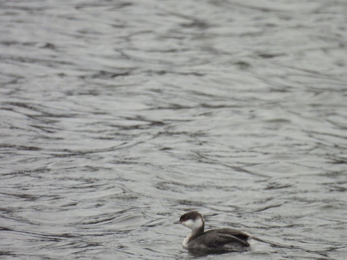 Horned Grebe - ML646461204