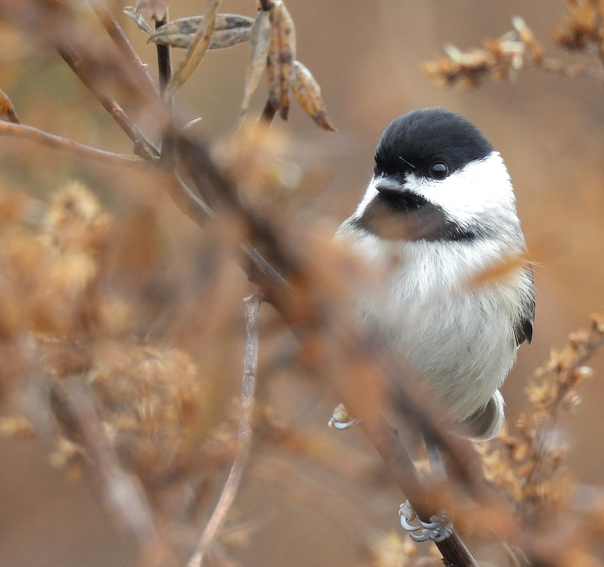 Carolina Chickadee - ML646461207