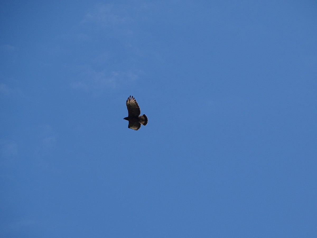 Black-and-chestnut Eagle - ML646461211