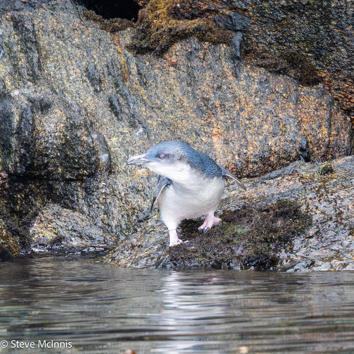 コビトペンギン - ML646461217