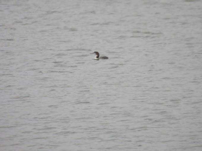 Common Loon - ML646461220