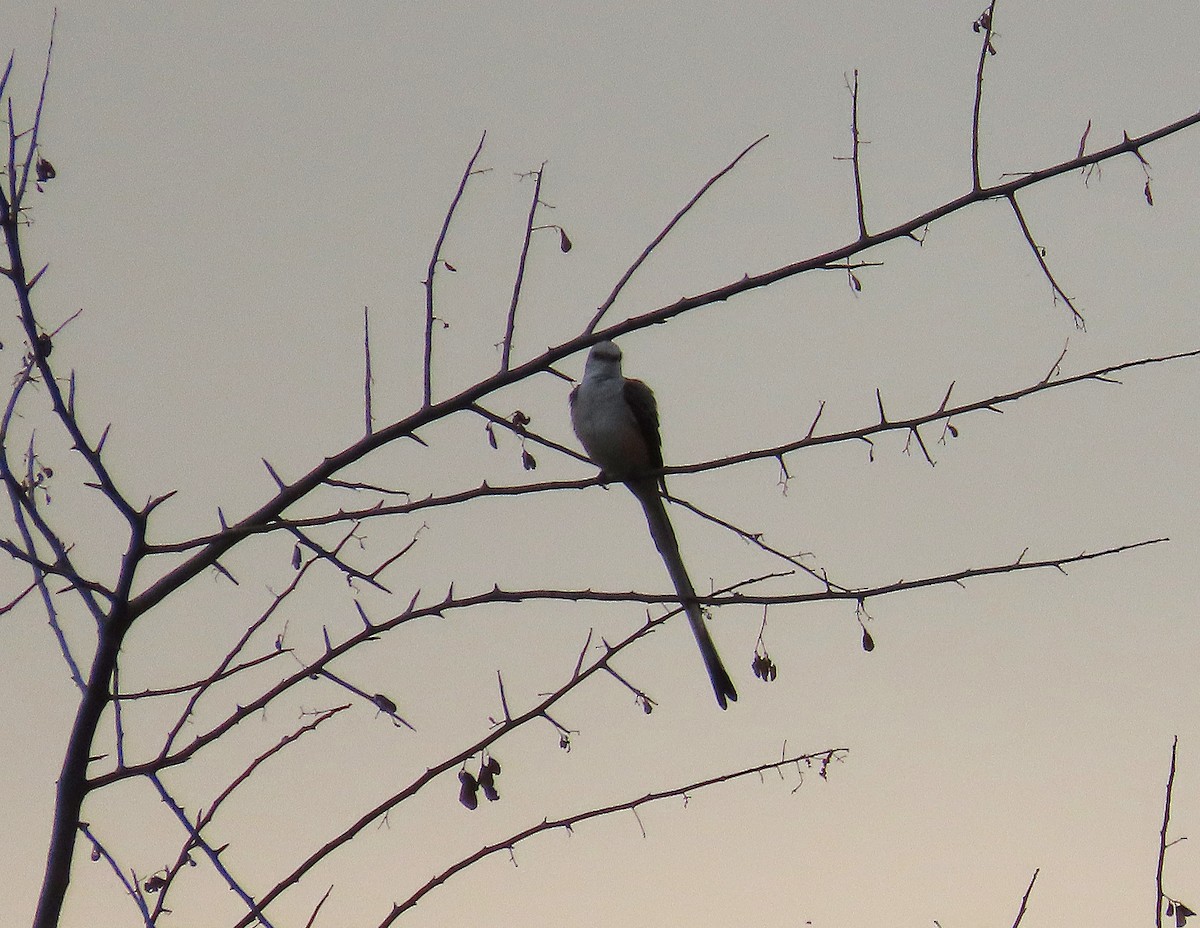 Scissor-tailed Flycatcher - ML646461221
