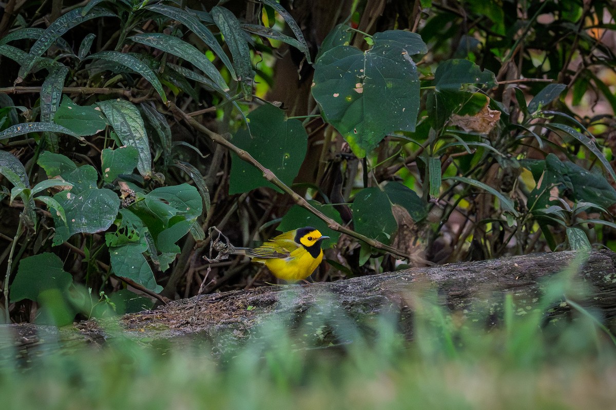 Hooded Warbler - ML646461222