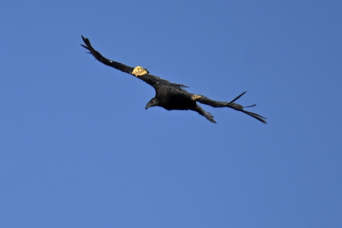 California Condor - ML646461223