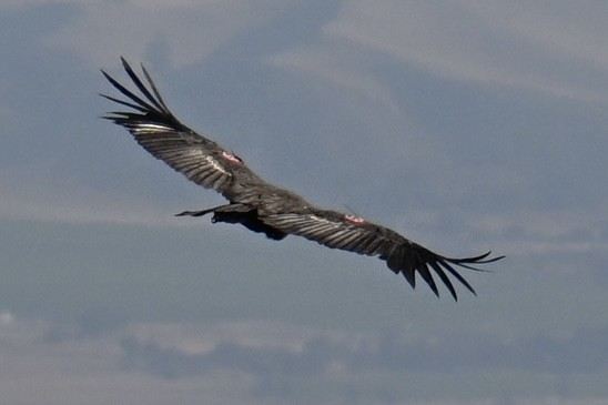 California Condor - ML646461224