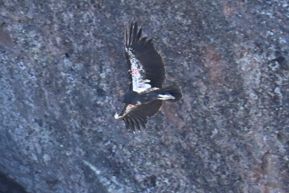 California Condor - ML646461225