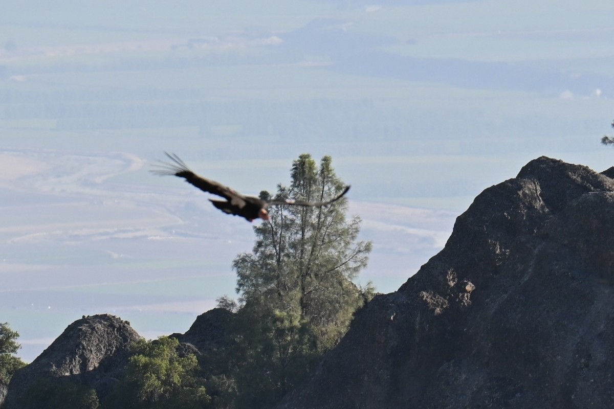 California Condor - ML646461226