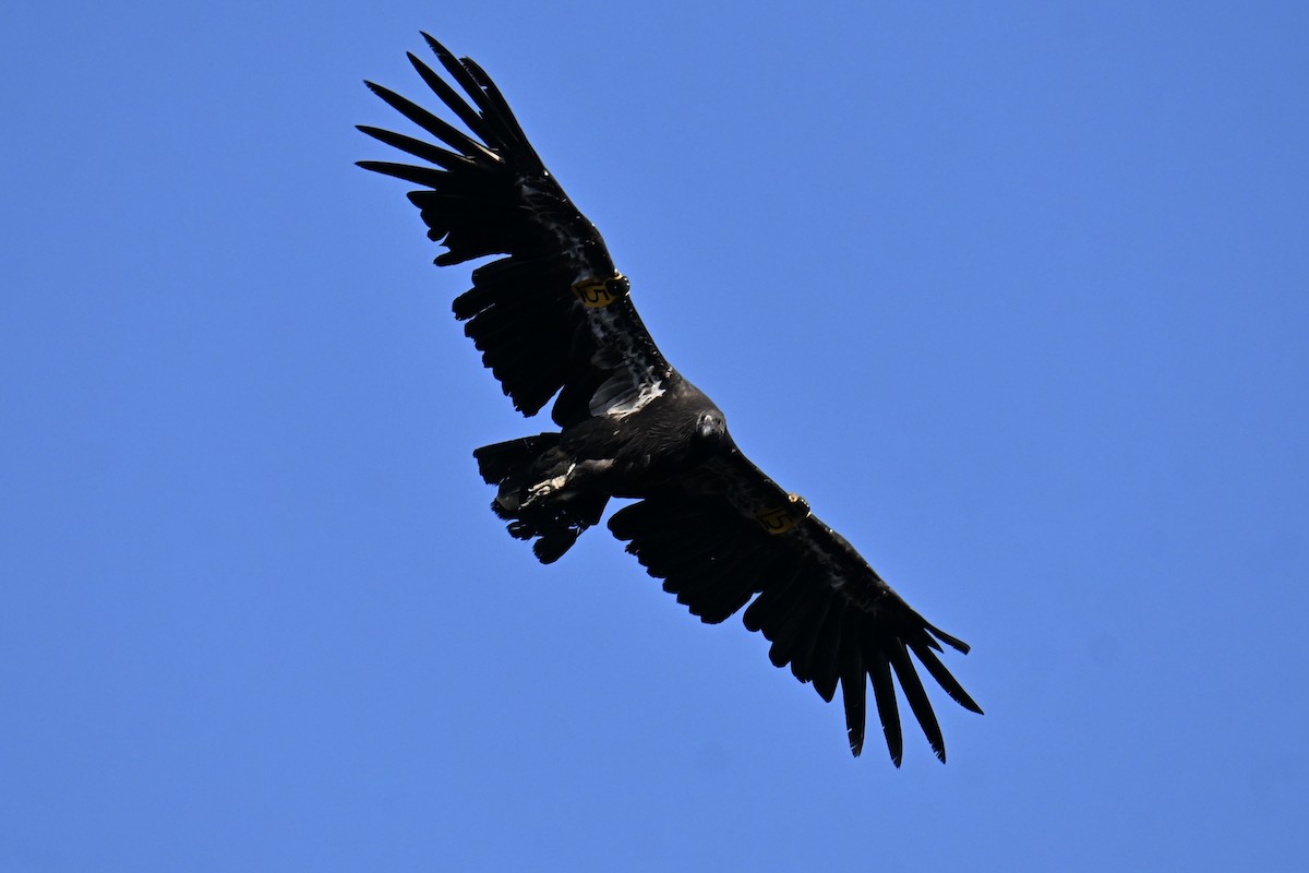 California Condor - ML646461227