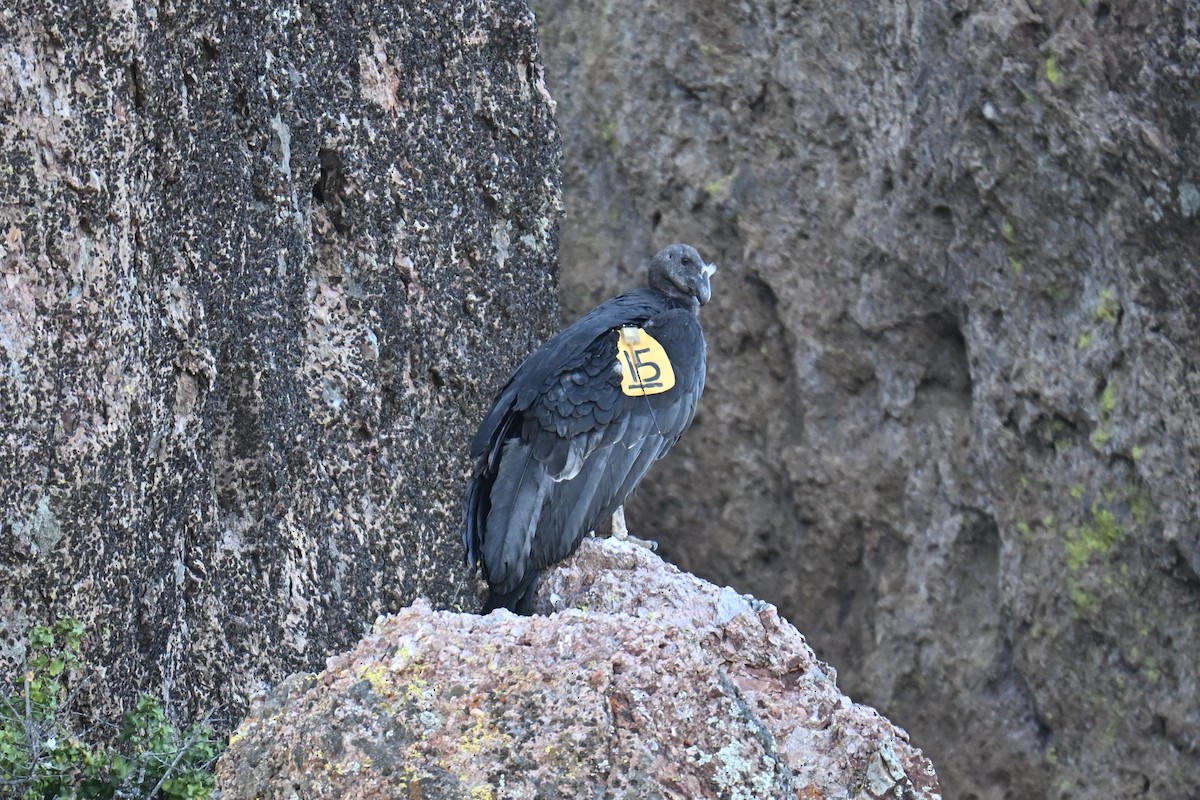 California Condor - ML646461228