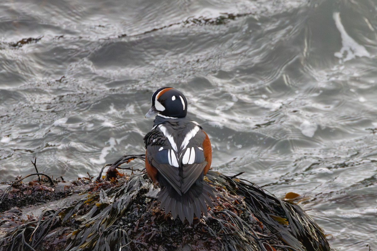 Harlequin Duck - ML646461229