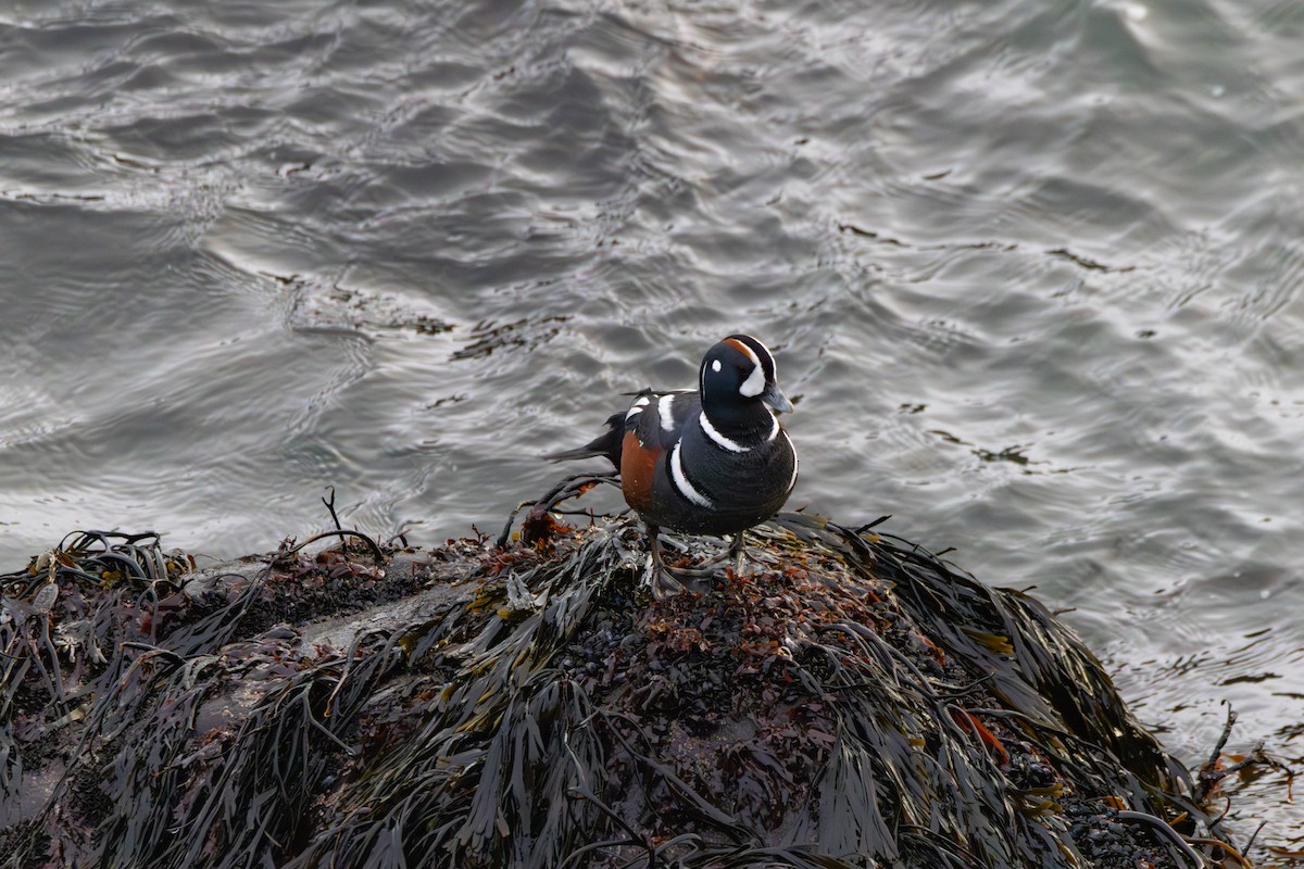 Harlequin Duck - ML646461230