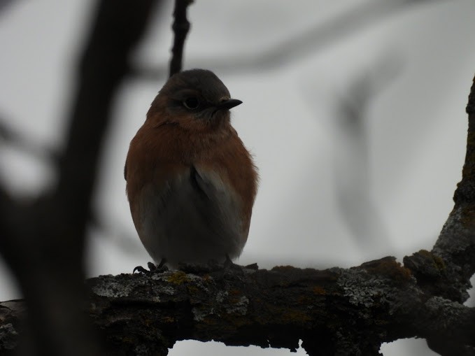 Eastern Bluebird - ML646461231