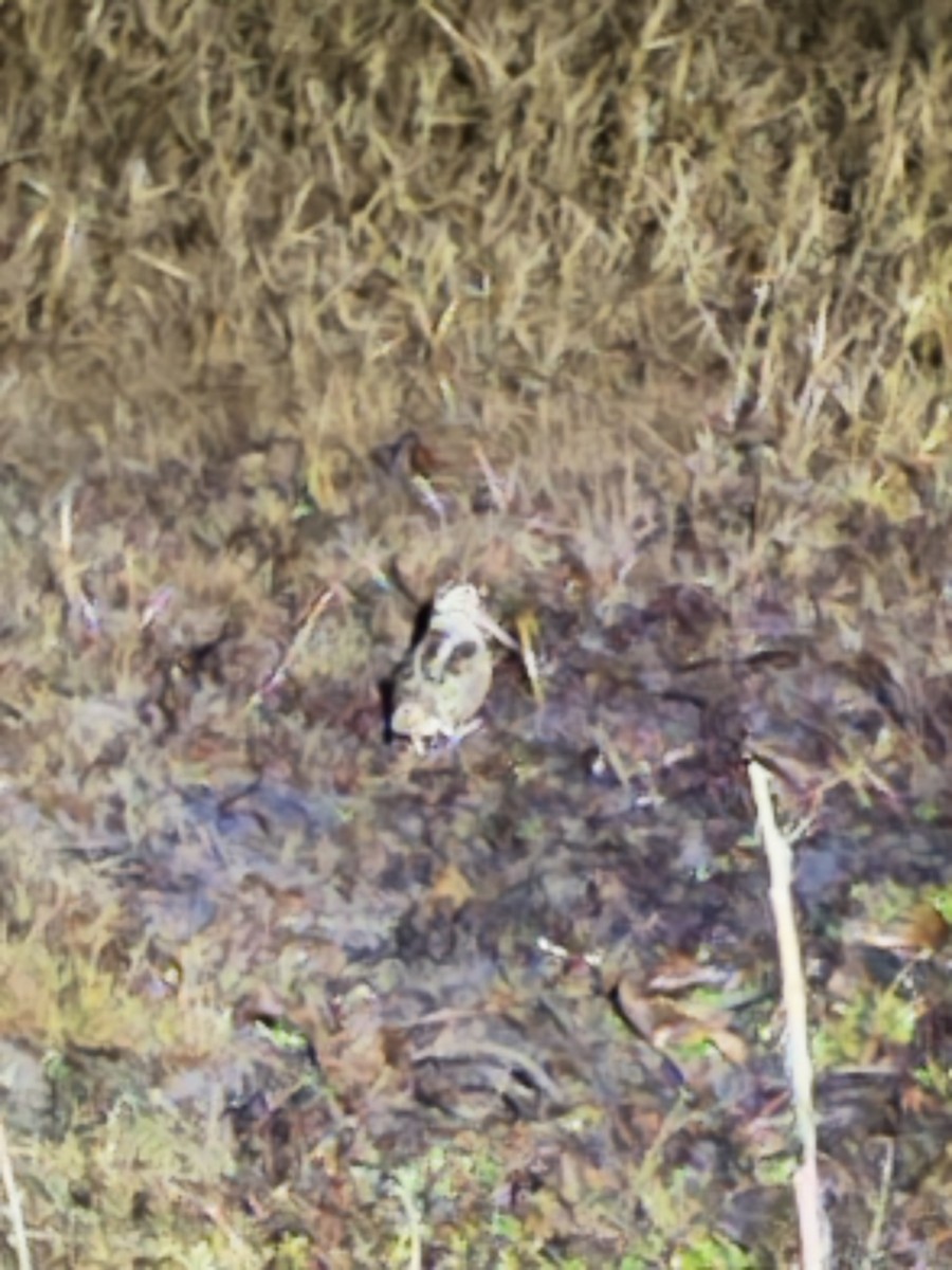 American Woodcock - ML646461232