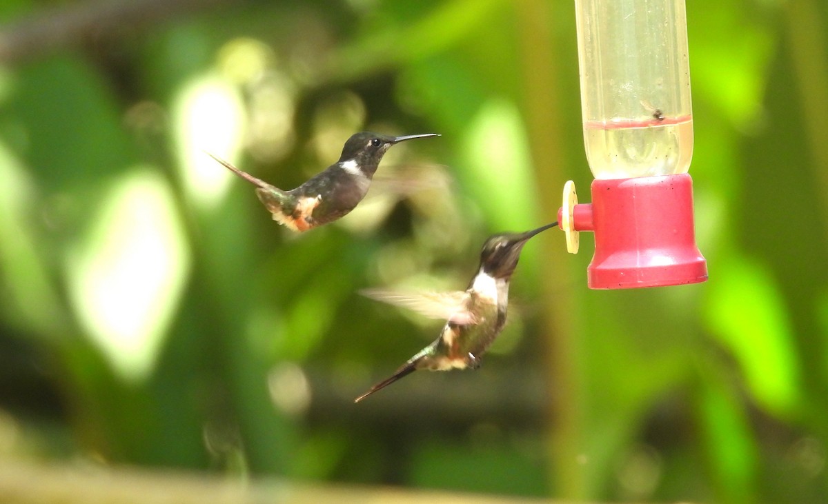 Purple-throated Woodstar - ML646461233