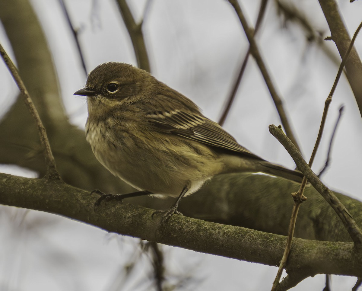 Yellow-rumped Warbler - ML646461234