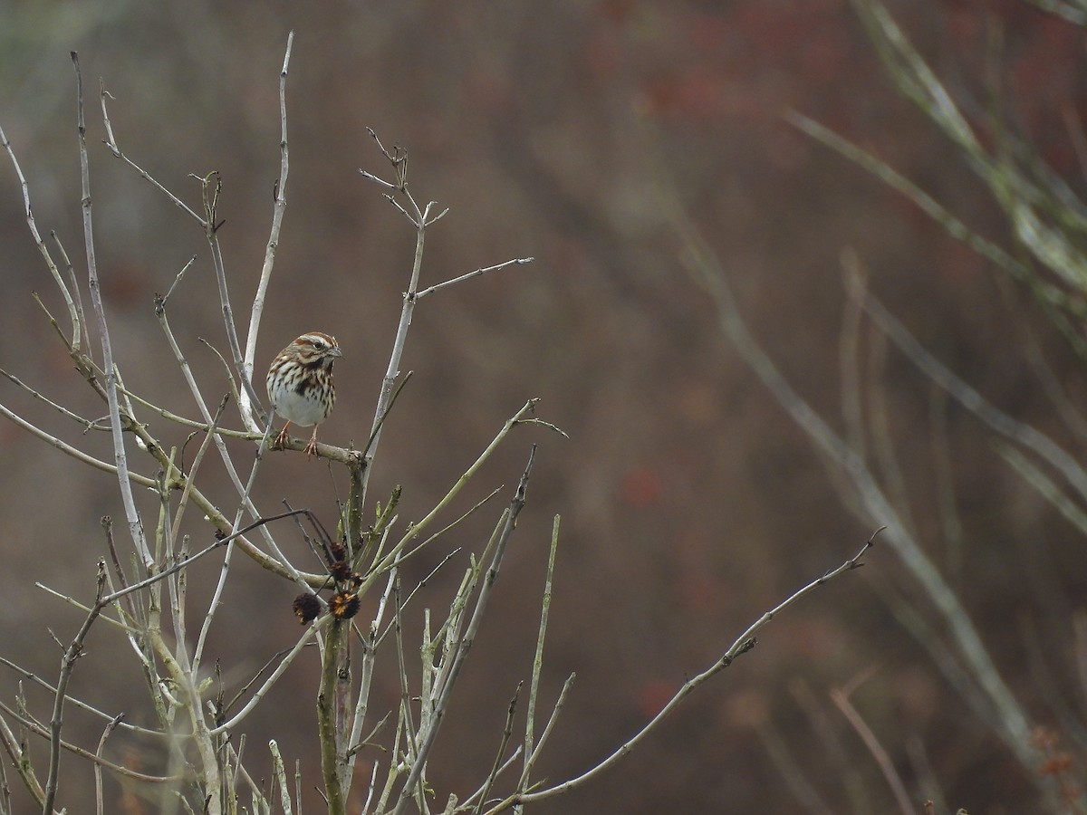 Song Sparrow - ML646461235