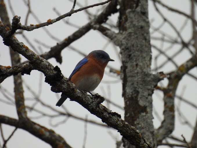 Eastern Bluebird - ML646461236