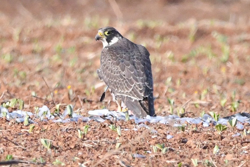 Peregrine Falcon - ML646461237