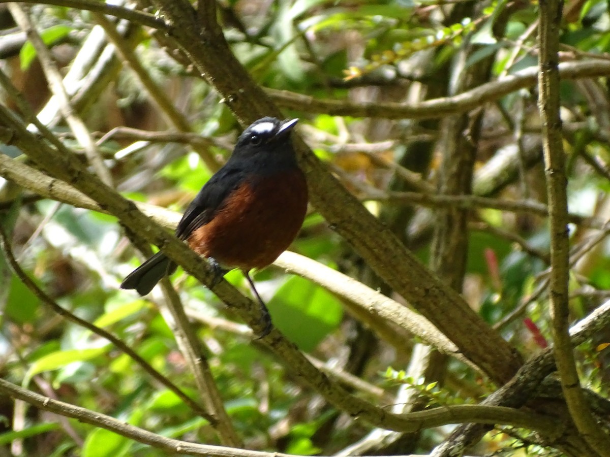 Chestnut-bellied Chat-Tyrant - ML646461238