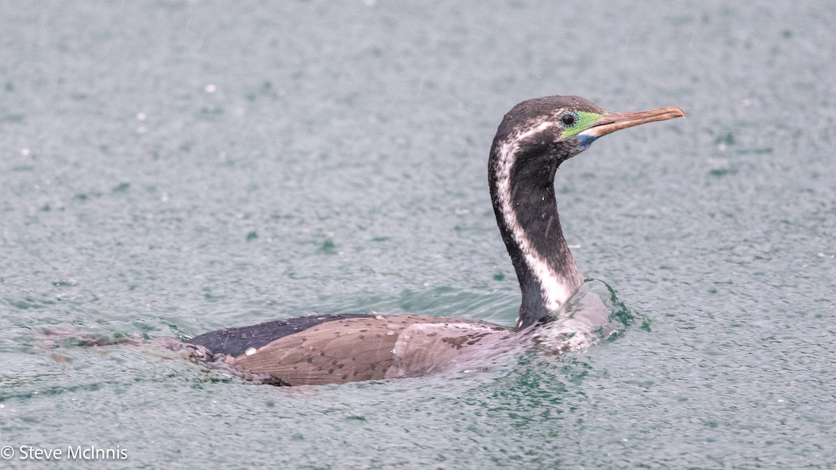 Spotted Shag - ML646461239