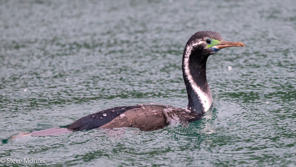 Spotted Shag - ML646461240