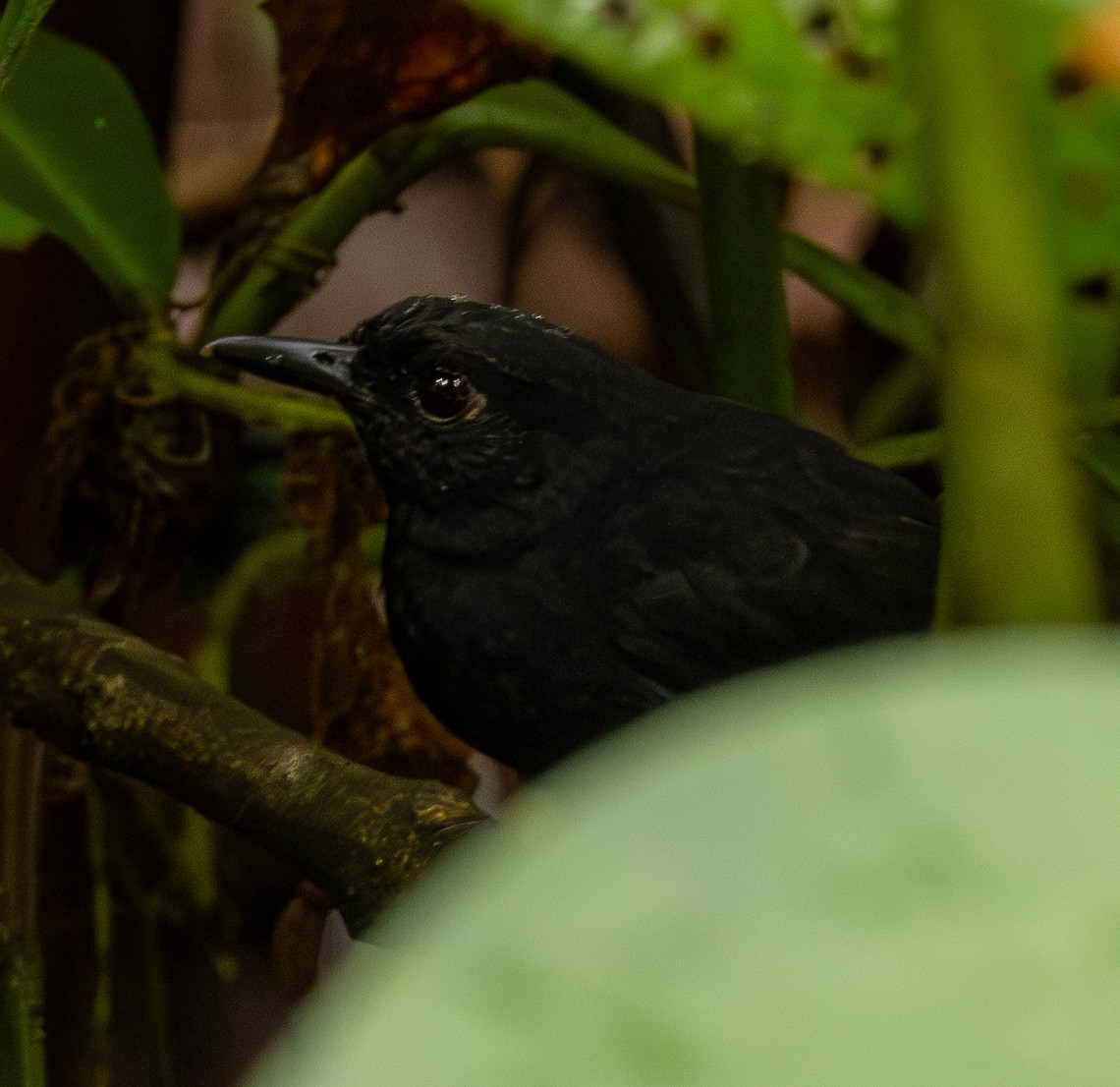Stub-tailed Antbird - ML646461241