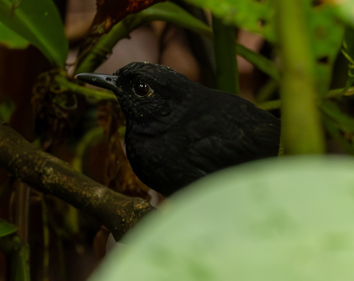 Stub-tailed Antbird - ML646461243