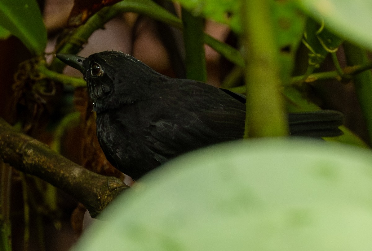 Stub-tailed Antbird - ML646461245