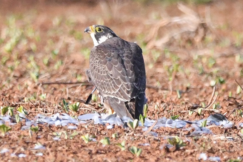Peregrine Falcon - ML646461246